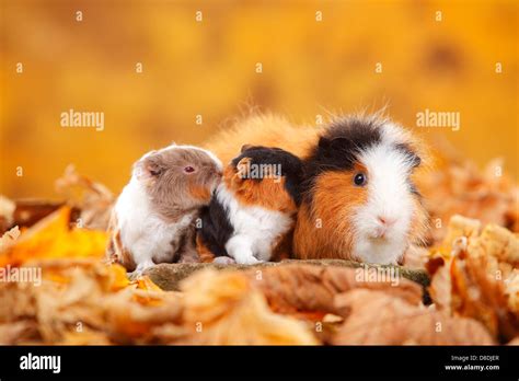 Ch Teddy Guinea Pigs Female With Youngs Tortie White And Slateblue