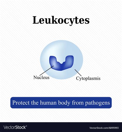 The Structure White Blood Cells Leukocyte Vector Image