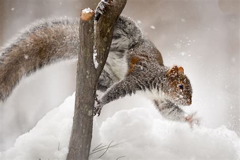 Squirrel Veverita Snow Winter Animal Hd Wallpaper Peakpx