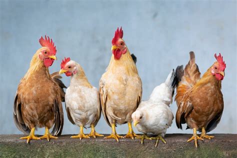 Crowing Hens Why They Crow And What You Can Do About It