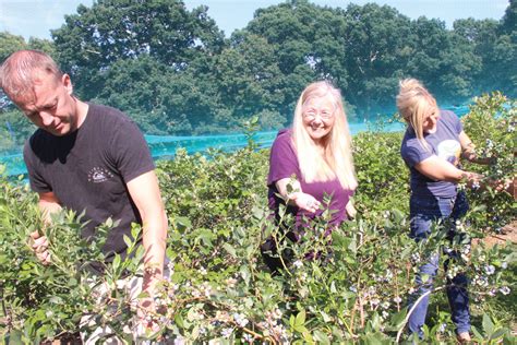 Blueberries are tasty and offer countless health benefits, making the fruit more and more popular. A dream come true for new owners of Rocky Point Blueberry ...
