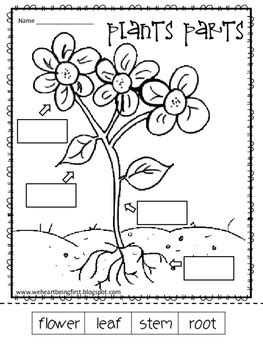 1st Grade Plants ~ A Science Unit by We Heart Being First | TpT