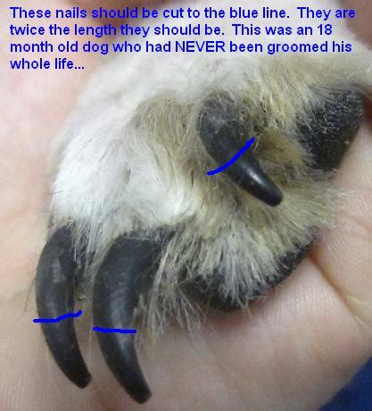 Ignorant Pet Owners