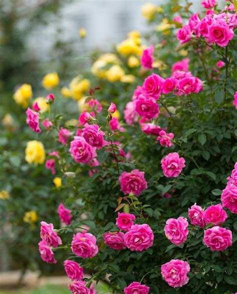 List 104 Pictures Pictures Of Roses Bushes Stunning