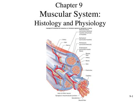 Ppt Muscular System Histology And Physiology Powerpoint Presentation