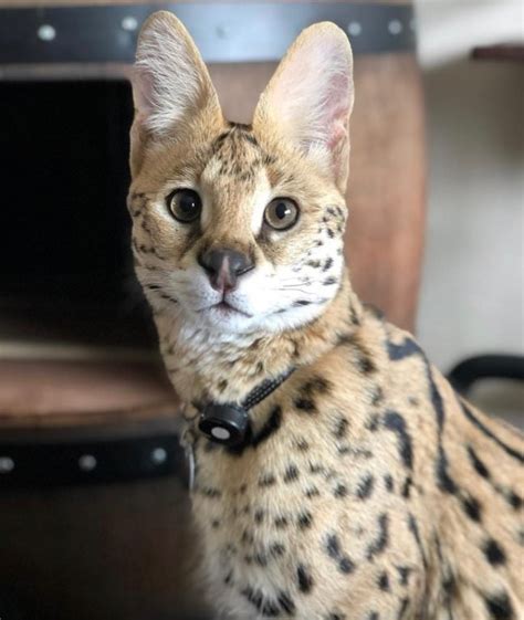 The serval cat is a wild cat that has been gaining in popularity among exotic pet owners. African Serval Cats | Quick Market