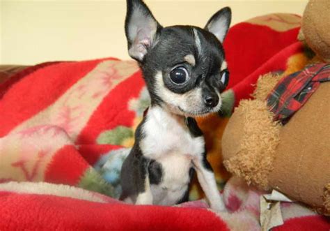 Cute Chihuahua Puppys For Sale