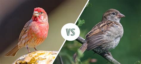 House Finch Vs House Sparrow How Are They Different With Pictures