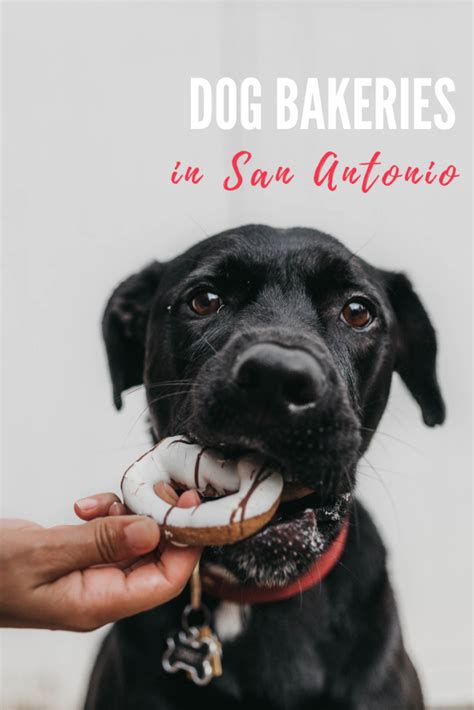 An outdoor swimming pool and a guest laundrette are also located on site. Knick-Knack, Paddy Whack, Give A Dog A Bone | San Antonio ...