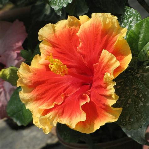 This beautiful, yellow rose bears a famous name. NEW YELLOW ROSE OF SHARON HIBISCUS Syriacus Flower Tree ...