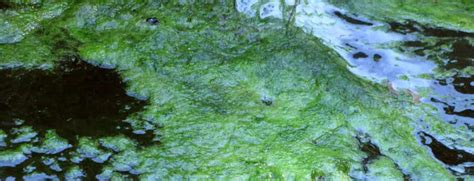 Algae Control For Ponds - Hydrosphere Water Gardens