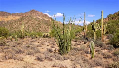 3,340 likes · 776 talking about this. Facts About Plants in the Desert | Sciencing