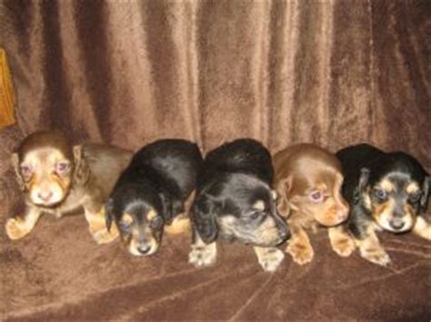If you are searching for the perfect dachshund puppy to bring into your home, you have come to the right. Dachshund Puppies in Arizona