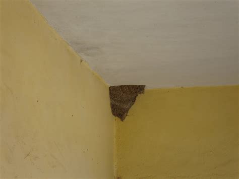 Check spelling or type a new query. Climber & Explorer: Cliff Swallow at Chakrata