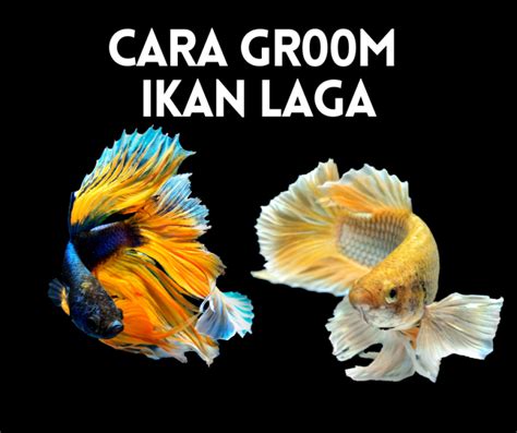 Marble blue rim fish male ikan laga laga putih biru. Penjagaan Ikan Laga Archives | Info Ikan laga & Ikan ...