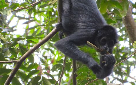 Alma-Hernández-Jaramillo-Black-headed-spider-monkey-hanging-from-tree