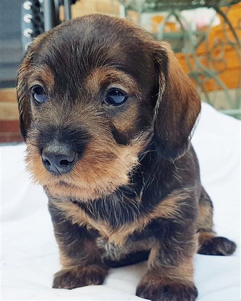 Wirehaired dachshunds are energetic, smart, and full of personality (despite their small size!). Miniature Wire Haired Dachshund Puppy PRA Clear. | Hornsea, East Riding of Yorkshire | Pets4Homes