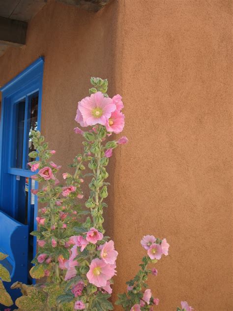We love to see our customers and we love for you to see our flowers. Miss Bloomers : The Flowers of Santa Fe