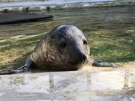 Seal Pup Rescued From Albert Dock In Liverpool Is Doing Well In Rspca