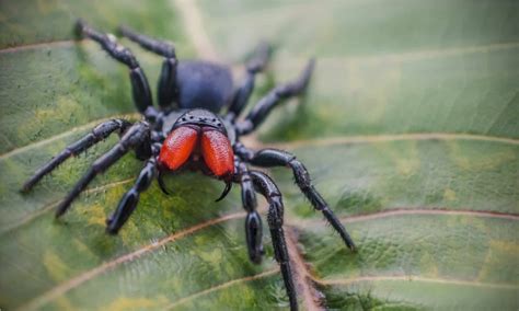 8 Spiders In Australia A Z Animals