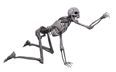 Human Skeleton Skull Poser Skeleton Png Download 1024639 Free