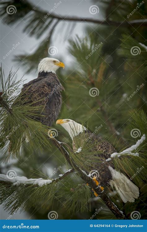 Two Eagles Perched On A Branch Stock Photo Image Of Bald Fauna