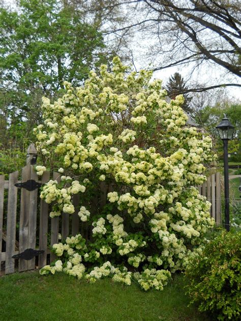 Lemon Verbena Ladys Herb Garden Above And Beyond Blooming