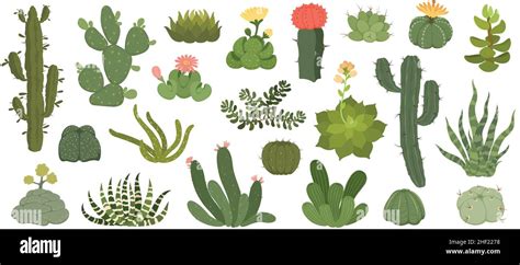 Cute Cactus And Succulents With Flowers Exotic Desert Plants Spiky