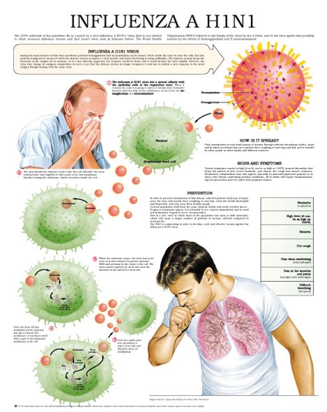 Maybe you would like to learn more about one of these? Más información sobre la Gripe H1N1: Síntomas, formas de ...