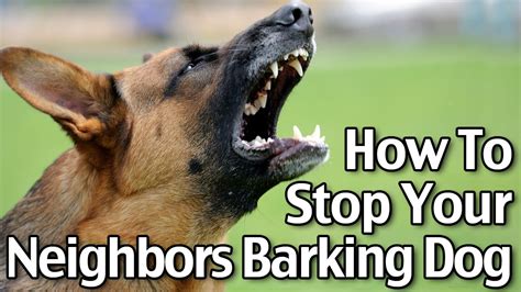 How To Stop Your Neighbors Dog From Barking Youtube