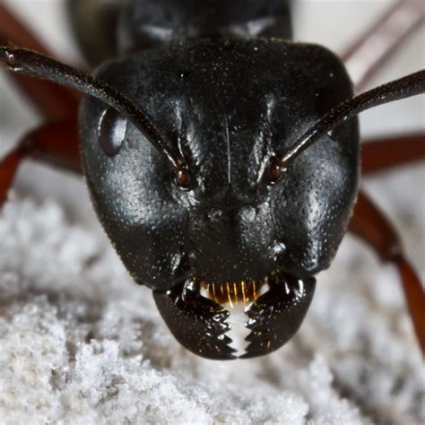 It's a newly discovered beetle that hitchhikes on ants by clamping its jaws around their waists. Large Black Ant - Camponotus herculeanus - BugGuide.Net