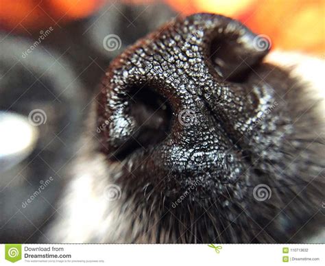 Wet Nose Macro Of A Black Dog Nose Stock Photo Image Of Nose Beard