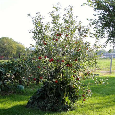 Learn how in 90 seconds using simple easy to use materials. fruit tree netting stops bird damage to cherry tree crops ...
