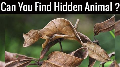Nobody Can Find All The Hidden Animals Optical Illusions Brain