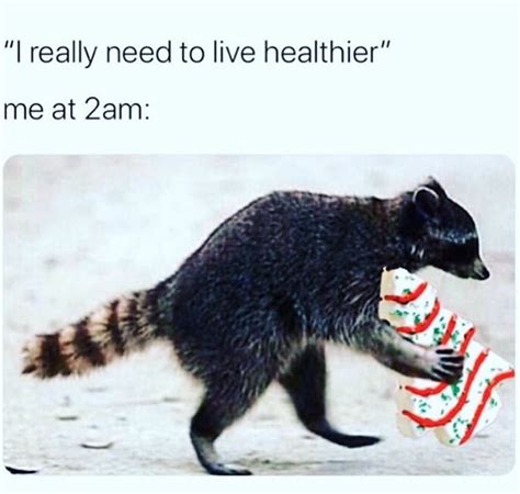 14 Funny Raccoon Memes That Will Make Your Day Petpress