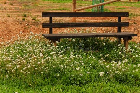 Wooden Bench Surrounded By Vegetation And Flowers In A Park Stock Image