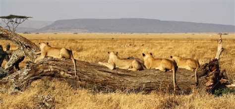 Voyage Safari Parc Du Serengeti Tanzanie Séjours Et Circuits Sur Mesure