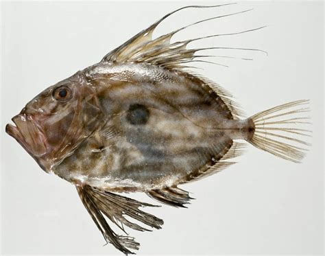 What Is John Dory And How To Catch One Badangling