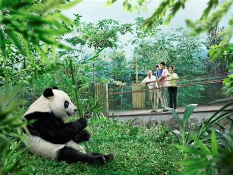 Profitez Dune Visite Virtuelle Du Petit Panda De Singapore River