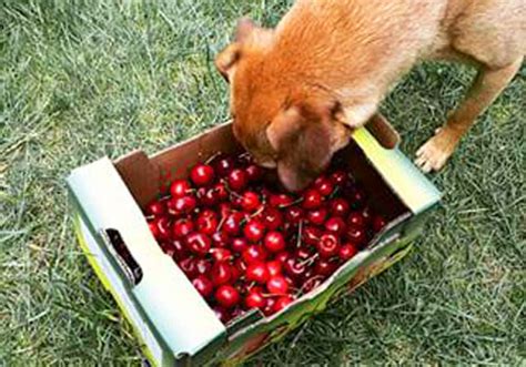 Really healthy, very delicious and amazing on their own or in pies, cherries are one of the best choices for but why is that? Can Dogs Eat Cherries: A Tasty Treat, but Is It Safe for Dogs