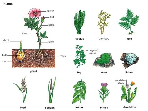 Cool Types Of Outdoor Plants With Names Ideas