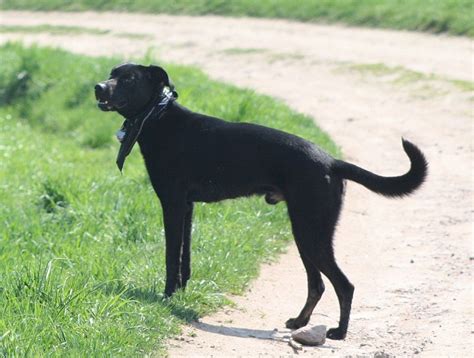Wir sind eine familie und suchen einen dalmatiner welpen. Thyson (Dalmatiner, Labrador) | Mischling - Mix