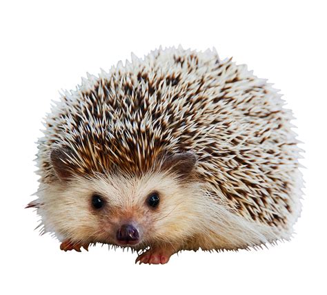 Cute Hedgehog Clipart