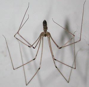 An online resource devoted to north american insects, spiders and their kin, offering identification, images, and information. RUN!! Giant Spider Discovered , page 4
