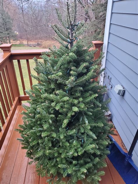 Putting up the christmas tree! Stew Leonard's Christmas Trees 2020 : Celebrating The Holidays In Connecticut - For the special ...