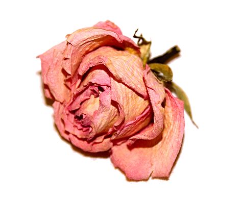 We did not find results for: Put dried flowers to good use - Flower Press