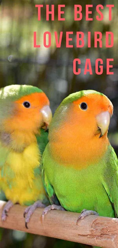 Best Lovebird Cage Options Happy Homes For Birds