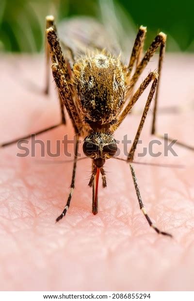 Malaria Infected Mosquito Bite Leishmaniasis Encephalitis Stock Photo