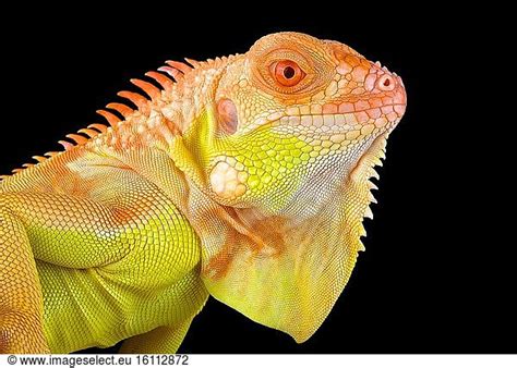 Albino Iguana Albinism Is An Absence Of Pigmentation Or Coloration