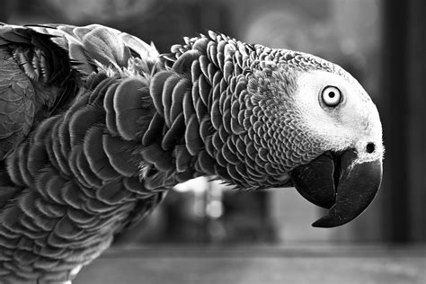 Parrot black and white picture. Parrot Bird Animal · Free photo on Pixabay